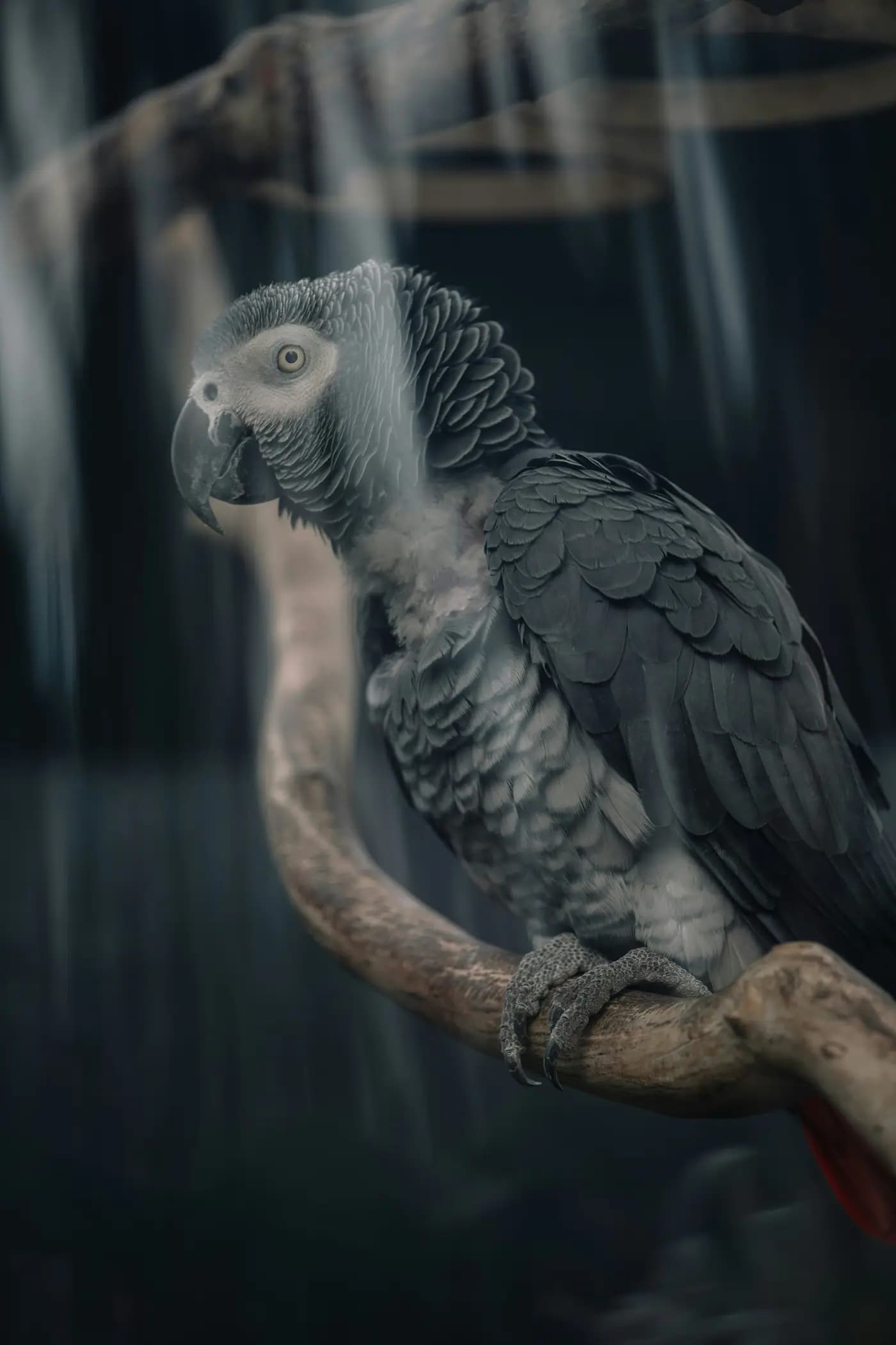 African grey parrot perched on a branch.